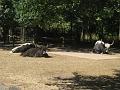 Zoo Cottbus 120